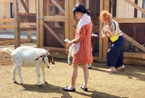 animal farm